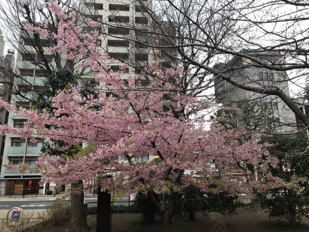 寒さも終わり?春の訪れを感じる梅が咲いていました。